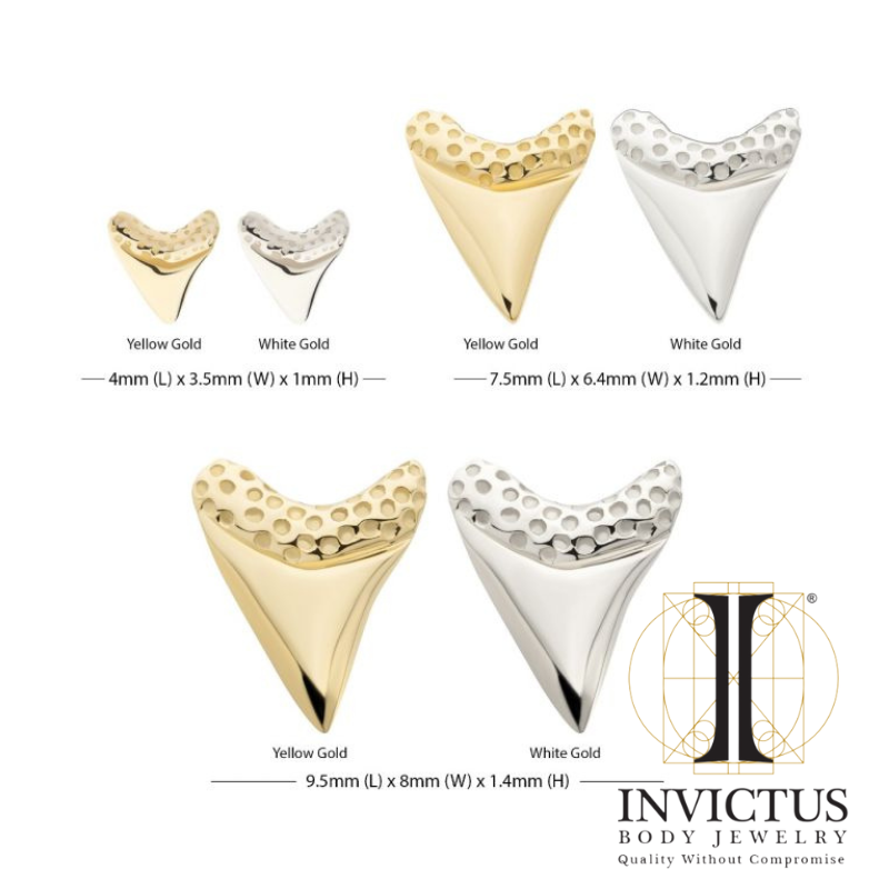 14Kt Gold Threadless Megalodon Shark Tooth Ends