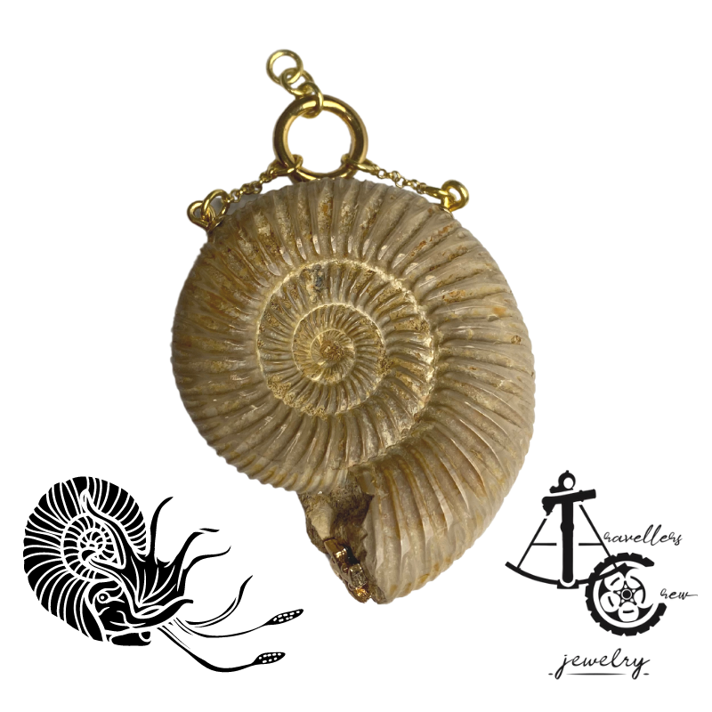 Fossile ammonitter - Ørevægt 