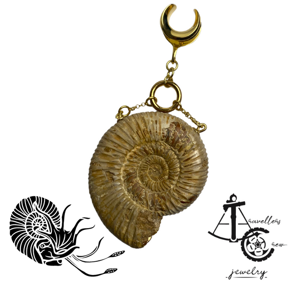 Fossil Ammonites -  Ear Weight